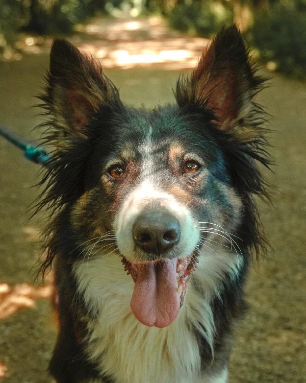 Mila, splendida Border Collie Foto 3
